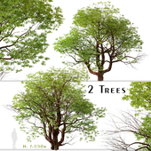 Set of Chinese Stewartia Tree (Stewartia sinensis) (2 Trees)