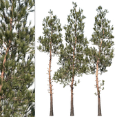 Pinus tree vol1