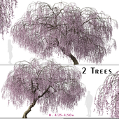 Set of Weeping Cherry Tree (Prunus pendula) (2 Trees)