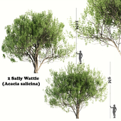 2 Sally Wattle (Acacia salicina)