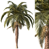 Palm tree vol1