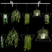 Hanging Plants 2