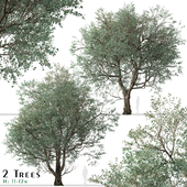 Set of Eucalyptus polyanthemos Tree (Red box) (2 Trees)