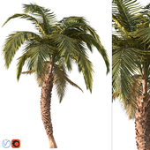 Palm tree vol2