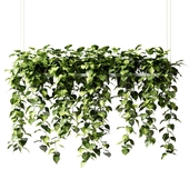 Hanging plants in a rectangular planter (Epipremium)