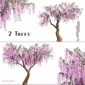 Set of Flowering Wisteria Tree (Wisteria sinensis) (2 Trees)