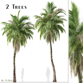 Set of Kentia palm Tree (Howea forsteriana) (2 Trees)