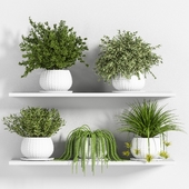 Indoor Plant Set 22