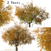 Set of Hangzhou elm Tree (Ulmus changii) (2 Trees)