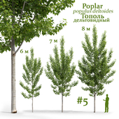 Poplar / Populus deltoides #5