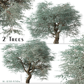 Set of Eucalyptus cinerea Tree (Argyle apple) (2 Trees)