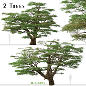 Set of Lebanon Cedar Tree (Cedrus libani) (2 Trees)