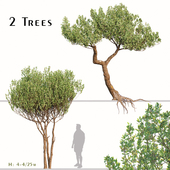 Set of Olive Tree (Olea Europaea) (2 Trees)