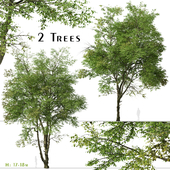 Set of Chinese ash Tree (Fraxinus chinensis) (2 Trees)