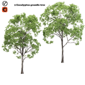 2 Eucalyptus grandis tree