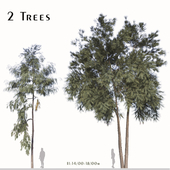 Set of Pinus pinaster Tree (Cluster pine) (2 Trees)