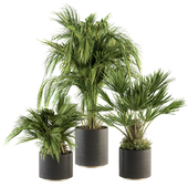 indoor Plant Set 221 -Tropical Palm Plant Set