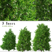 Set of Carolina Cherry laurel Tree (Prunus caroliniana) (3 Trees)