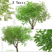 Set of Averrhoa bilimbi Tree (Cucumber tree) (2 Trees)