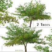 Set of Terminalia catappa Tree (Indian almond) (2 Trees)