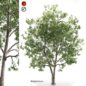 ash tree(fraxinus americana)
