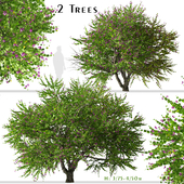 Set of Bauhinia purpurea Tree (Orchid tree) (2 Trees)