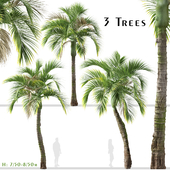 Set of Umbrella palm Tree (Hedyscepe canterburyana) (3 Trees)