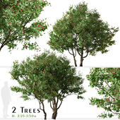 Set of Jatropha integerrima Tree (Peregrina) (2 Trees)