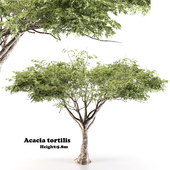 acacia tortilis