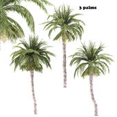 3 palms