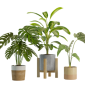 Indoor Exotic Plants Pack