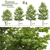 Plane-tree / Sycamore / Platanus acerifolia #4