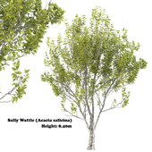 Paulownia tomentosa (Acacia salicina)