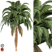 palm tree vol01