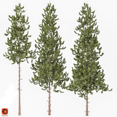 Pinus vo01