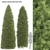 2 Golden oriental arborvitae Trees