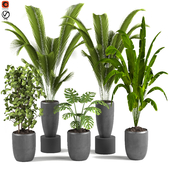 indoor plants vol03