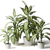 Dieffenbachia spotted in assortment