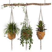 Indoor Plants Set 01-Hanging Plants with macrame