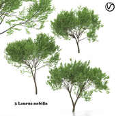 3 Laurus nobilis