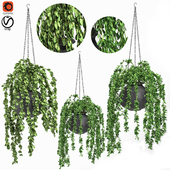 plants in hanging pots # 1