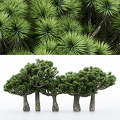 5diffrent tree Dracaena