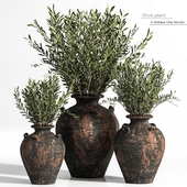 Olive plant In Antique Clay Vessels &Indoor Plant Set 07