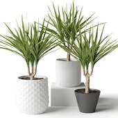3 small dracaena in decorative pots