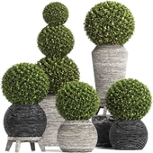 Concrete Tree Topiary - Indoor Plant 221