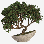 bonsai03