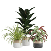 Indoor Plants Pack