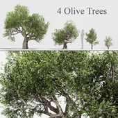 Olive tree collection