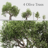 Olive Tree Collection