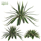 Agave Sansevieira Outdoor Plant Set 216